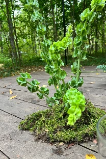 Студия декора Марины Елисеевой - фото 2