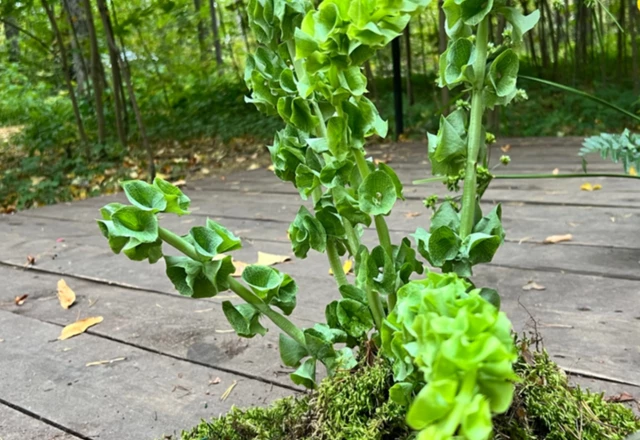 Студия декора Марины Елисеевой - слайд 4