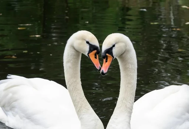 Грин Бич Троицкое / Green Beach Троицкое Малый зал «Лакада» - фото 11