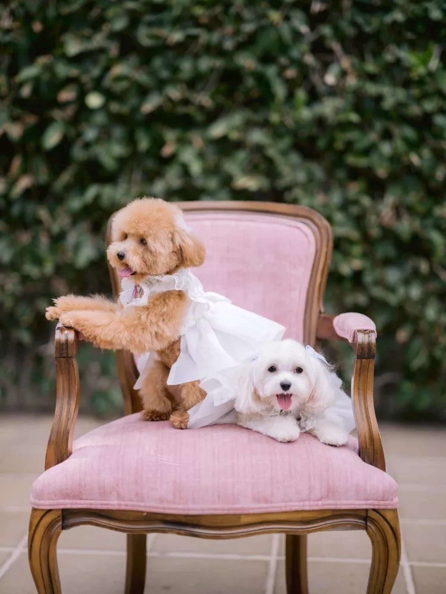 Собака на свадьбе – Идеи для свадебных костюмов