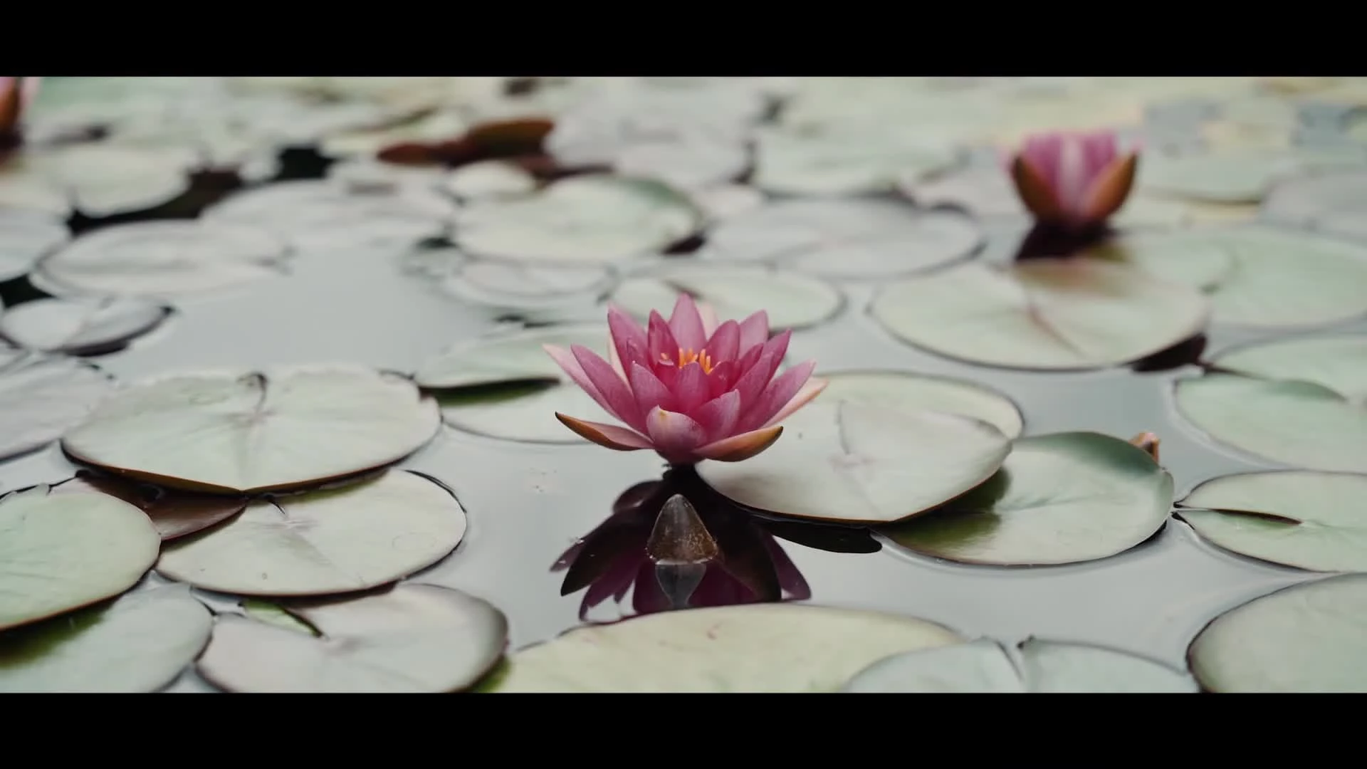 Видеограф Иван Букреев - видео 2