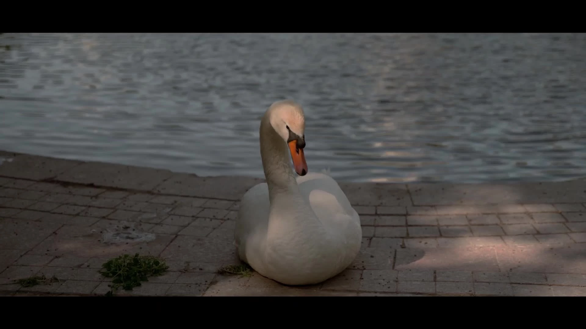 Видеограф Иван Букреев - видео 1